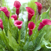 Arum lily Crimson